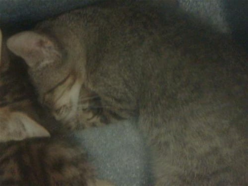 BLUE - Domestic Medium Hair available for adoption