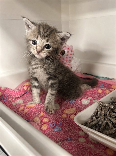 DIANA - Domestic Short Hair available for adoption