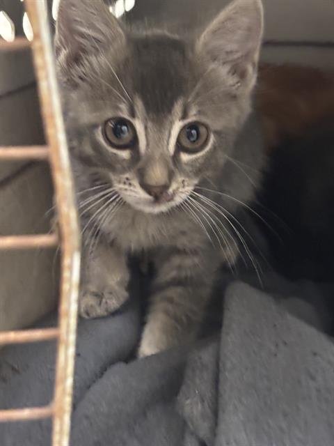 SASHA - Domestic Short Hair available for adoption
