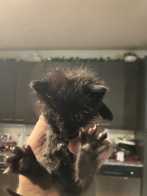 KITTEN 4 - Domestic Medium Hair available for adoption