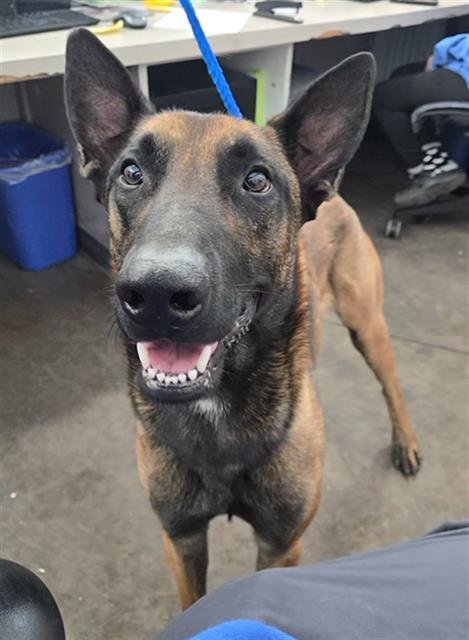 KONG - Belgian Shepherd Malinois available for adoption