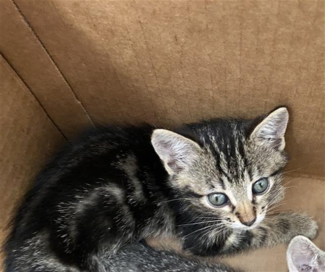 RUM Image