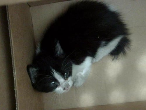 SAMI - Domestic Short Hair available for adoption