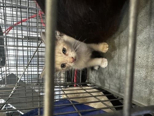 JJ - Domestic Short Hair available for adoption