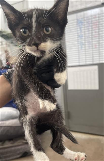 PERSY - Domestic Short Hair available for adoption