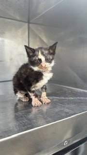 MINNI Image