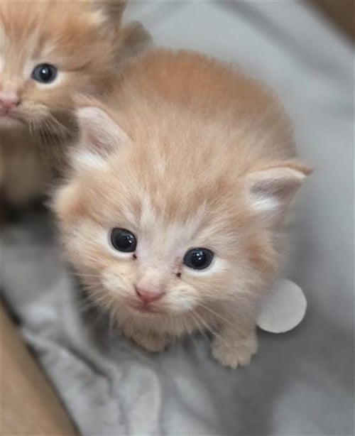 RAIN - Domestic Medium Hair available for adoption