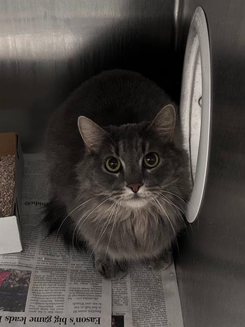 VELVET - Domestic Long Hair available for adoption