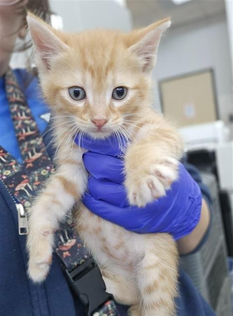 HEATH - Domestic Short Hair available for adoption