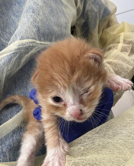 LIAM - Domestic Short Hair available for adoption