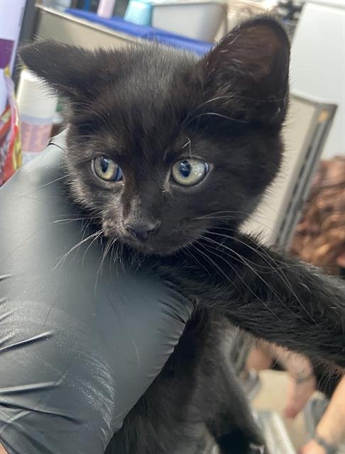 ALADIN - Domestic Short Hair available for adoption