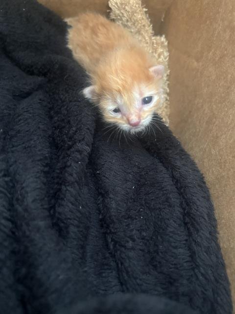 BUDDY - Domestic Short Hair available for adoption