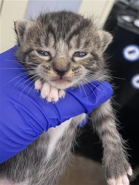 SKITTLES - Domestic Short Hair for adoption in Dallas