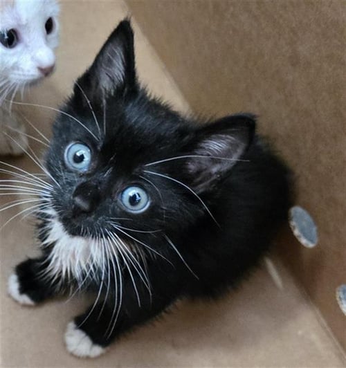 ISLA - Domestic Medium Hair available for adoption