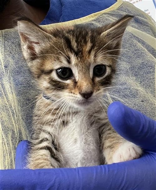 ROSA - Domestic Medium Hair available for adoption