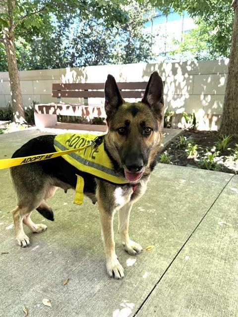 MISSY Image