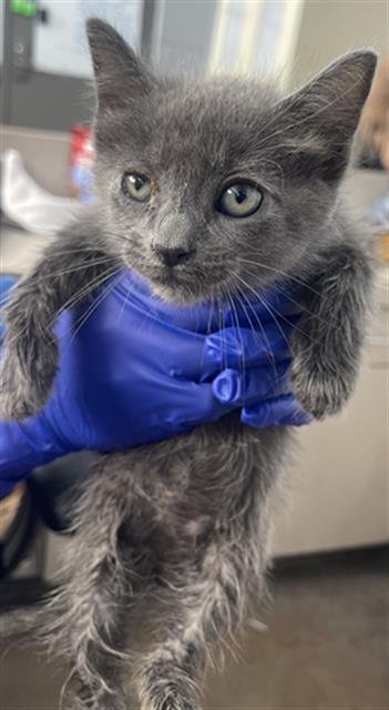 BEAR - Domestic Short Hair available for adoption