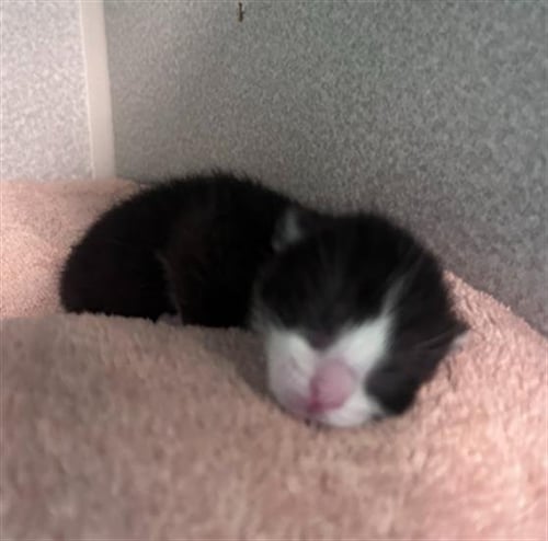 POOH - Domestic Short Hair available for adoption