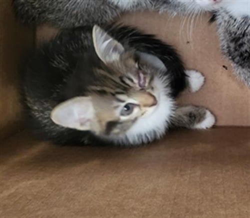 PECAN - Domestic Short Hair available for adoption