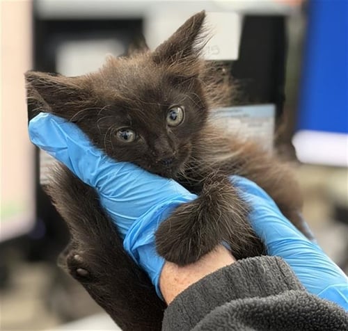 NUGGET - Domestic Medium Hair available for adoption