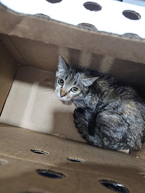 NOVA - Domestic Short Hair available for adoption