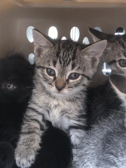 BENNY - Domestic Short Hair available for adoption