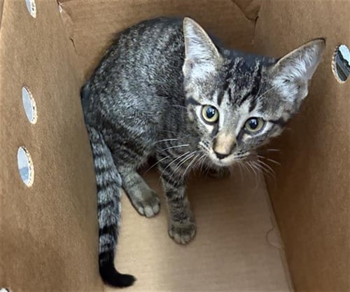 MR. OXFORD - Domestic Short Hair available for adoption