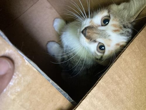 CALIFORNIA - Domestic Short Hair available for adoption