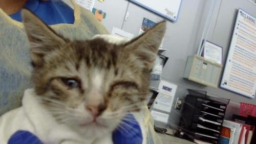 AMERICANO - Domestic Long Hair available for adoption