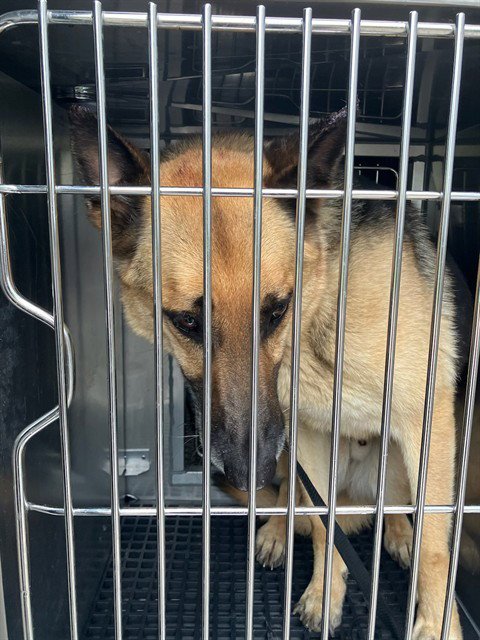 MAX - German Shepherd Dog available for adoption