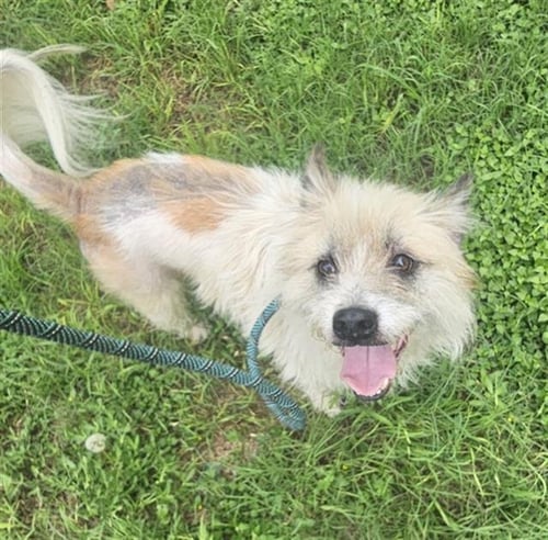 JORGE - Wirehaired Fox Terrier available for adoption