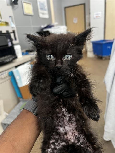 BUFFY - Domestic Medium Hair available for adoption