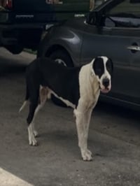LOKI - Photo 1