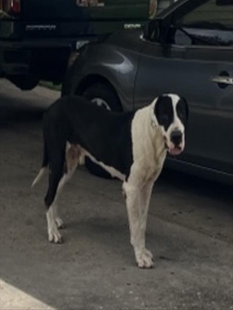 LOKI - Great Dane available for adoption