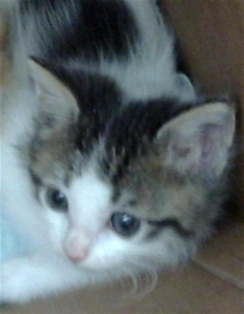 SUKI - Domestic Short Hair for adoption in Dallas
