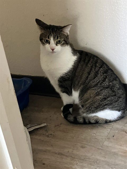 FLUFFY - Domestic Short Hair available for adoption