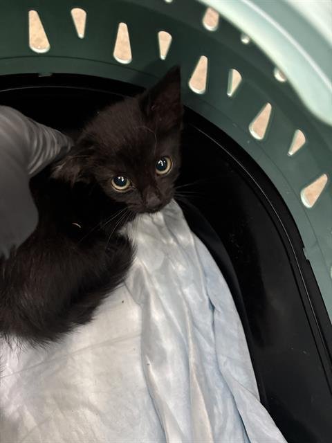 OLIVE - Domestic Short Hair available for adoption