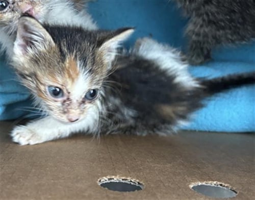 FIG - Domestic Medium Hair available for adoption