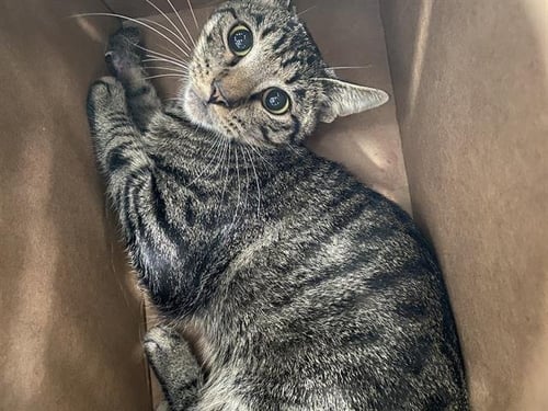 ALEX - Domestic Short Hair available for adoption