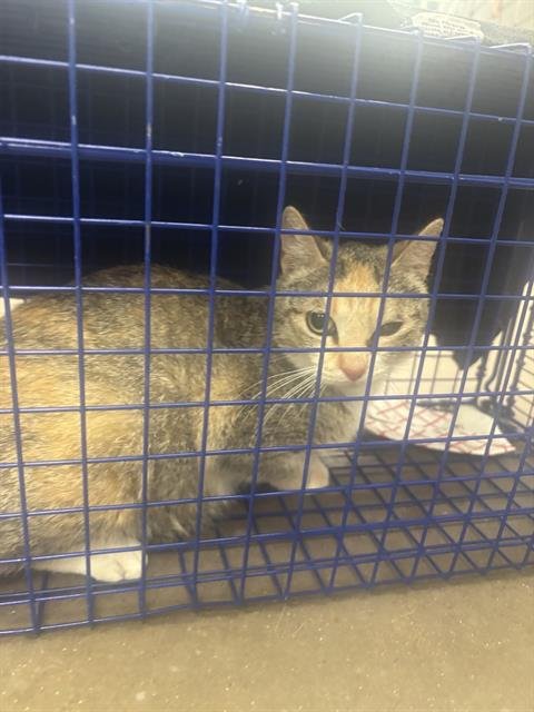 ROSEMARY - Domestic Short Hair available for adoption
