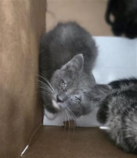 MILO - Photo 1