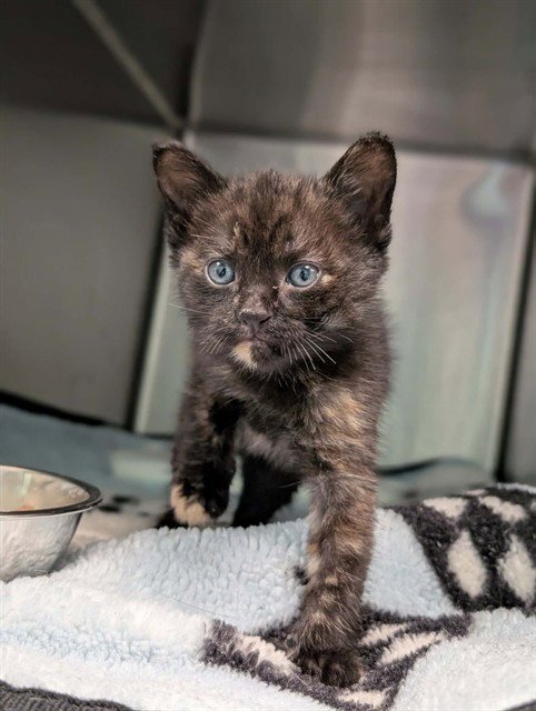 FLOWER - Domestic Short Hair available for adoption