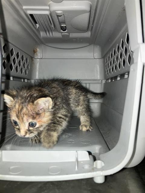 MOON - Domestic Medium Hair available for adoption