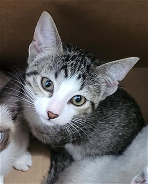 ESME - Domestic Medium Hair available for adoption