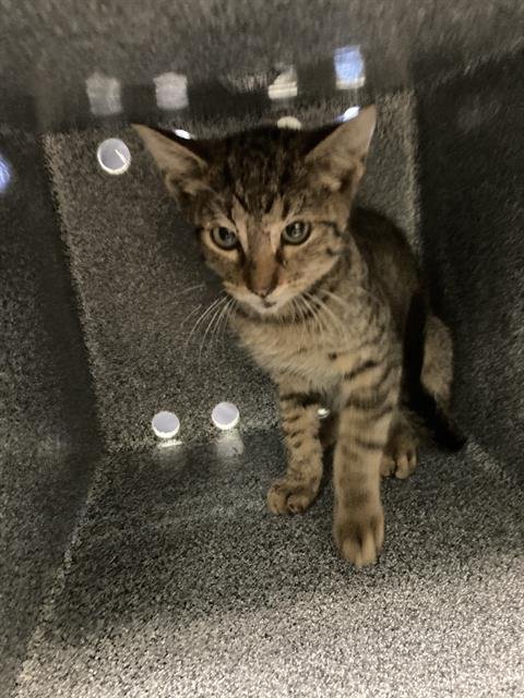 SMITH - Domestic Short Hair available for adoption