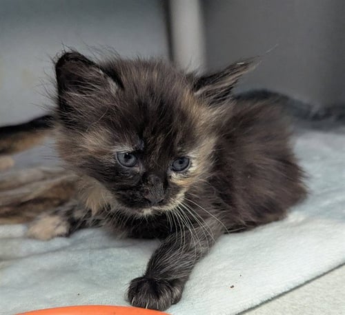 CALLIE - Domestic Short Hair available for adoption
