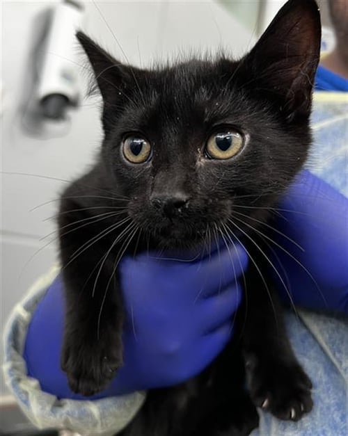 ASTON - Domestic Short Hair available for adoption