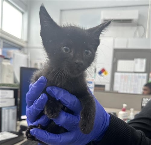 SUMMER - Domestic Short Hair available for adoption