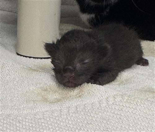 3 - Domestic Short Hair available for adoption