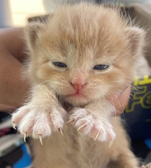 ANGEL - Domestic Short Hair available for adoption
